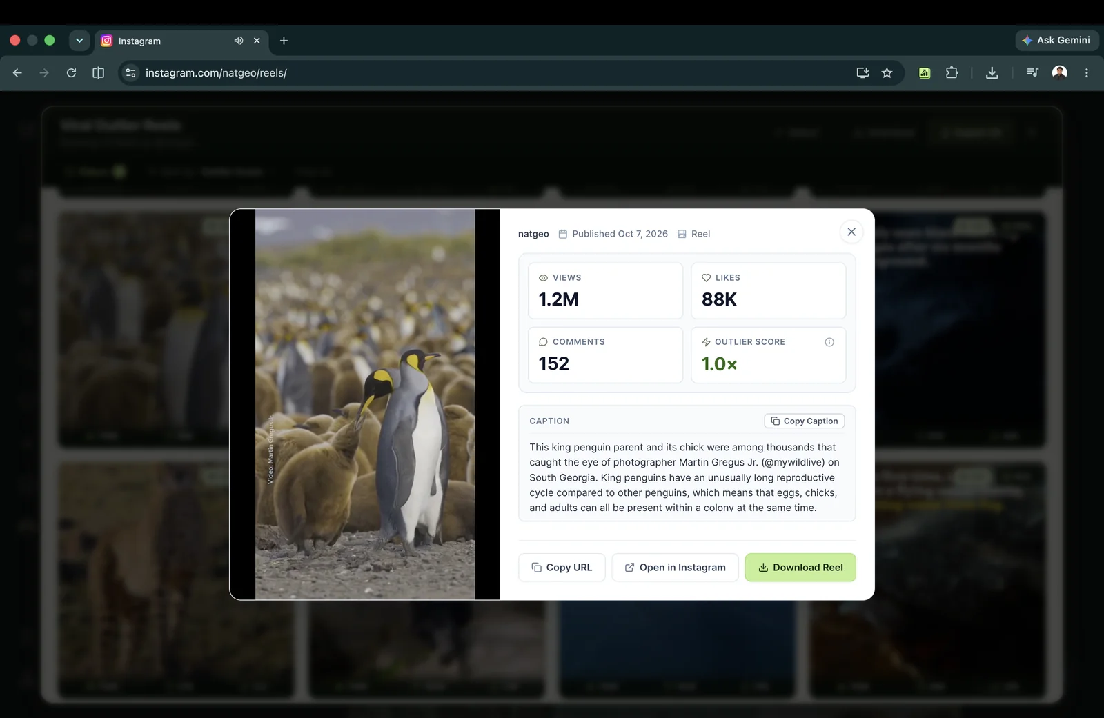 Detailed Instagram Reel preview overlay displaying download action for saving video files